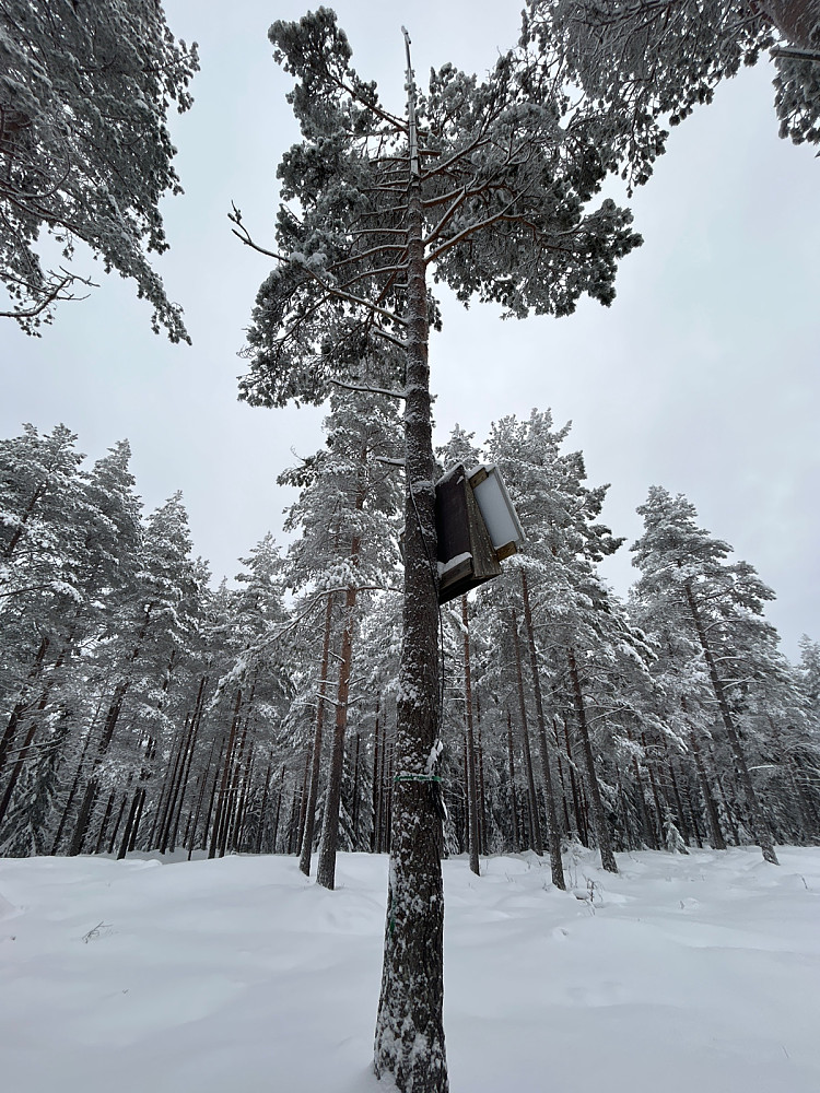 Solcellepanel nederst på stammen og en antenne i toppen av treet på Kukollen. Vet ikke hva den installasjonen blir brukt til.