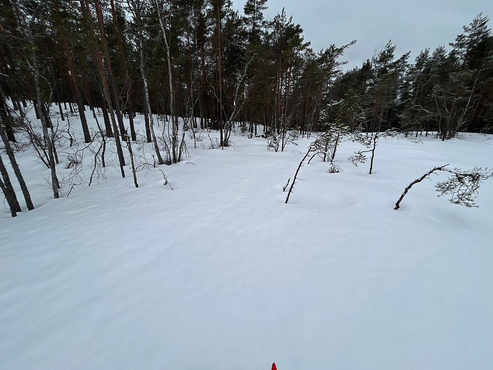 Her har jeg akkurat forlatt langrennsløypa og skal ut i skogen; helt greit å gå her.