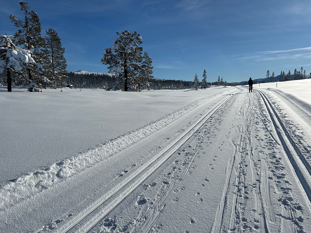 Rett etter starten ved bilen er det ganske flate langrennsløyper som er litt kjedelige med rando-utstyr. Toppen av Senhovd ses oppe til venstre i bildet.