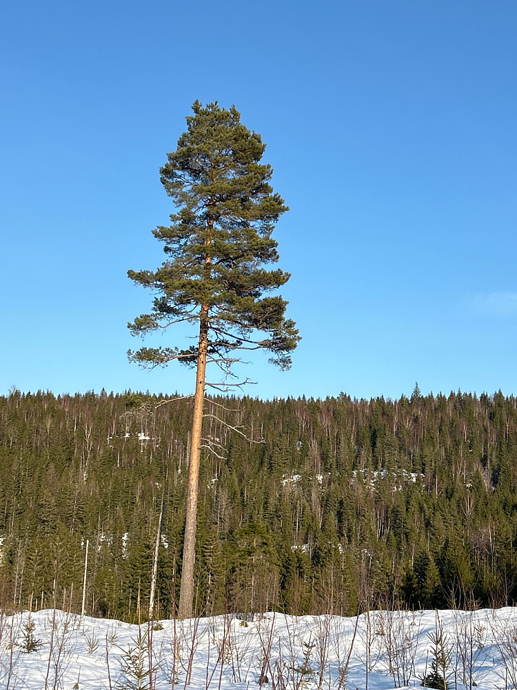 Fra langrennsløypa tilbake nordover mot bilen kunne jeg skimte tårnet på Vardehøgda som ses til høyre under grenene på det enslige treet.
