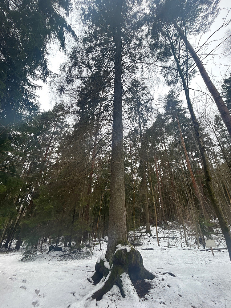 Merkelig grantre.