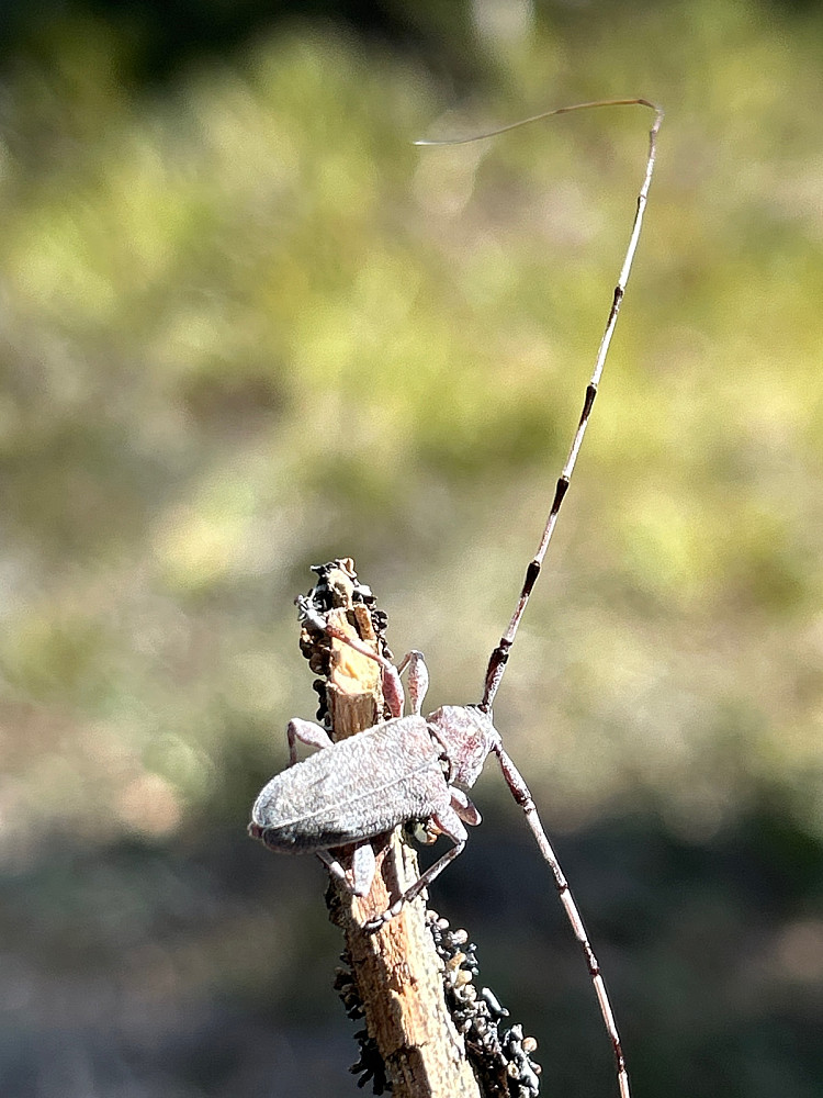 Merkelig insekt med veldig lange følehorn.