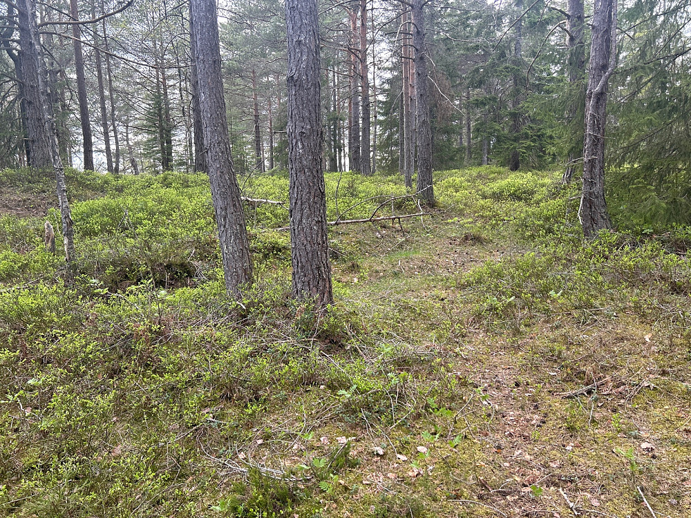 Rett før Kirkåsen var stien ganske utydelig.