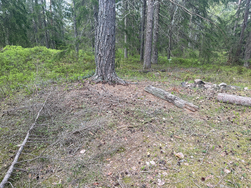 Toppen av Kirkåsen, eller Blåbærkollen som det også står på kartet.