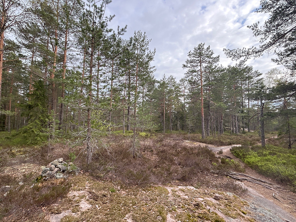 Varde på det som er makert som høyeste punkt på Gjerpenåsen i peakbook, men er ikke fjellknausen til høyre i bildet bak furutrærne litt høyere?