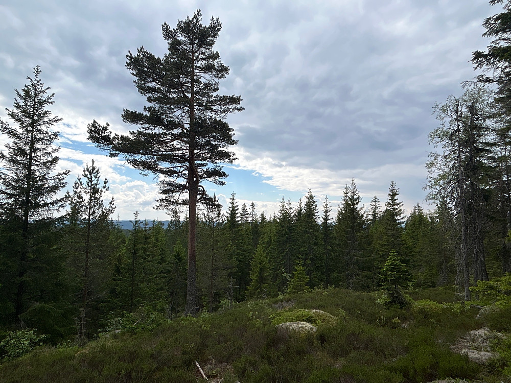 Utsiktspunktet på Nordre Ringkollen var ikke så mye å skryte av syntes jeg.