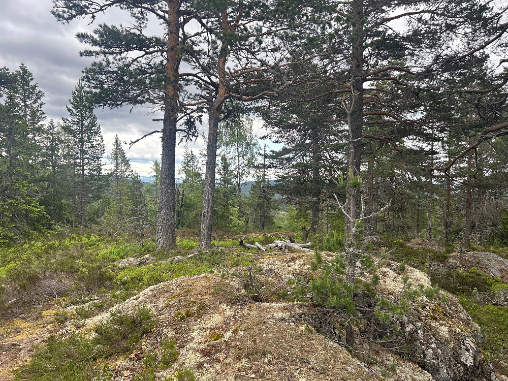 Toppen av Rognliåsen var skogkledd.