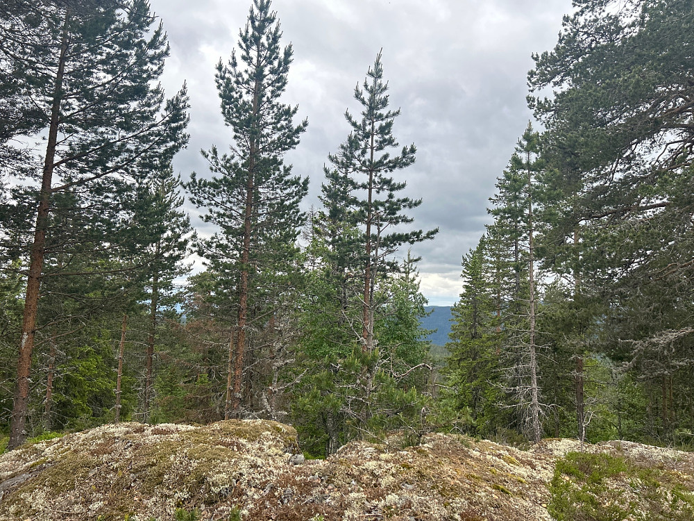 Toppen av Rognliåsen.