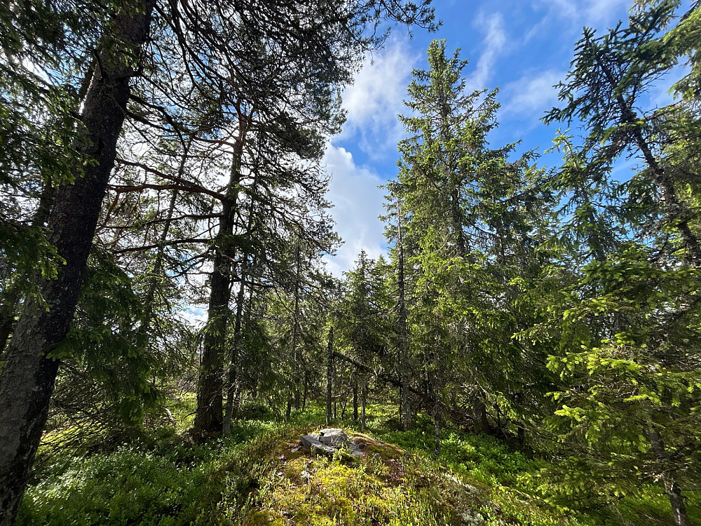 Toppen av Skotjernfjellet.