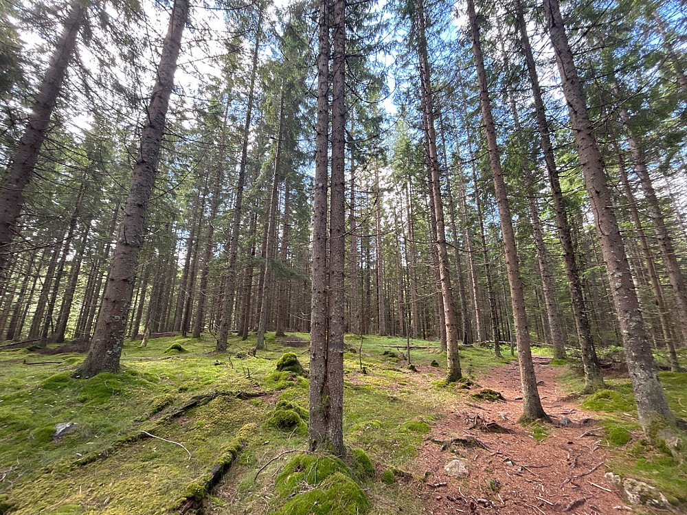 Fin skog.