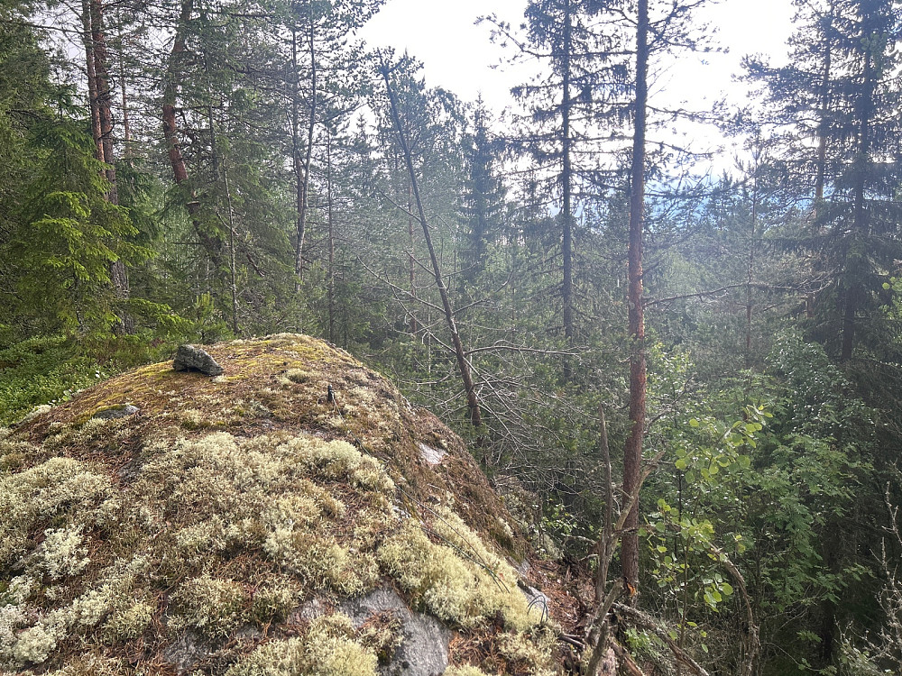 Trigpunktet lå på 271 moh inne i skogen. Hvorfor der?