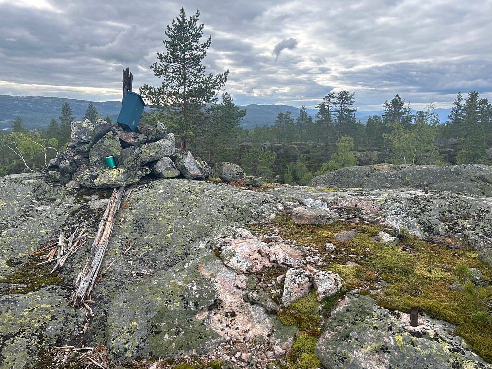 Mygginfiserte Hiåsvarden.