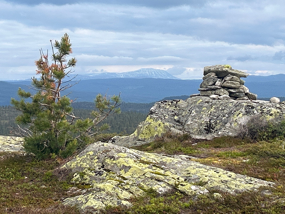 Toppen av Den Runde Kollen.