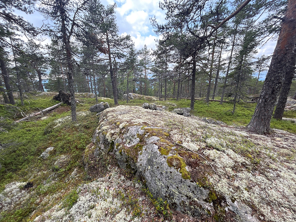 Sørøst for Samsjøberga, 525 moh. 