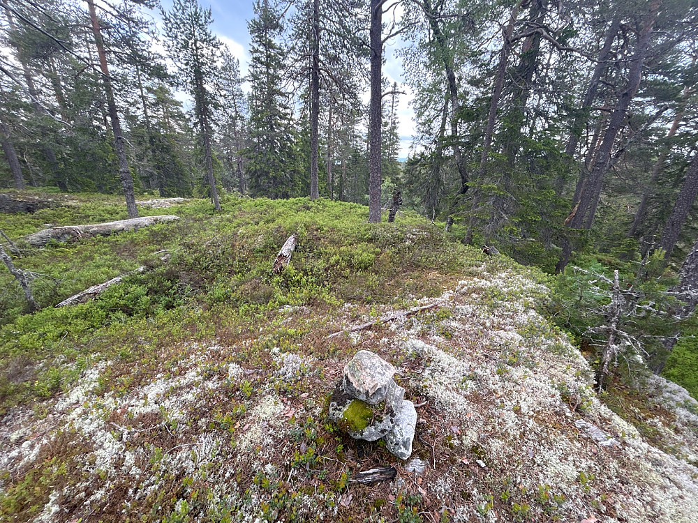 Samsjøberga Sør, også 527 moh.