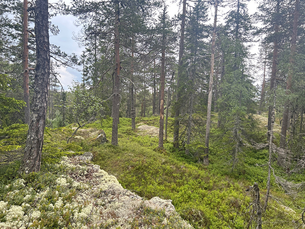 Toppunktet på Samsjøberga 527 moh.