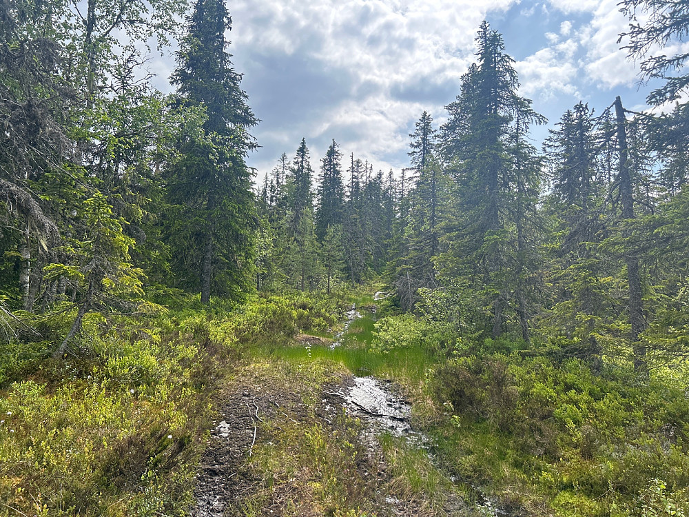 Traktorvei mesteparten av stien til Skjukuåsen.