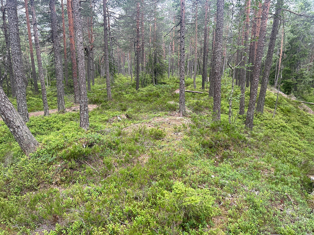 Eller kanskje her?