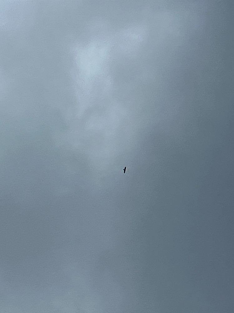 En av de to ørnene over Stenbunøse. Mon tro om det er en kongeørn. Eller kanskje en annen rovfugl?