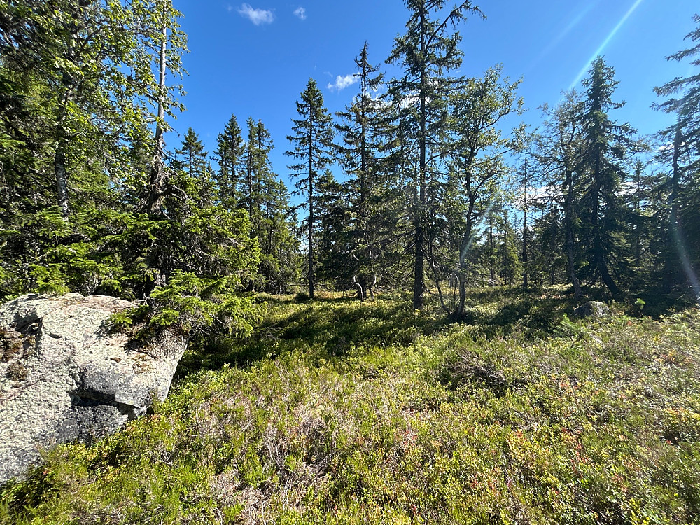Bjørnkollen.