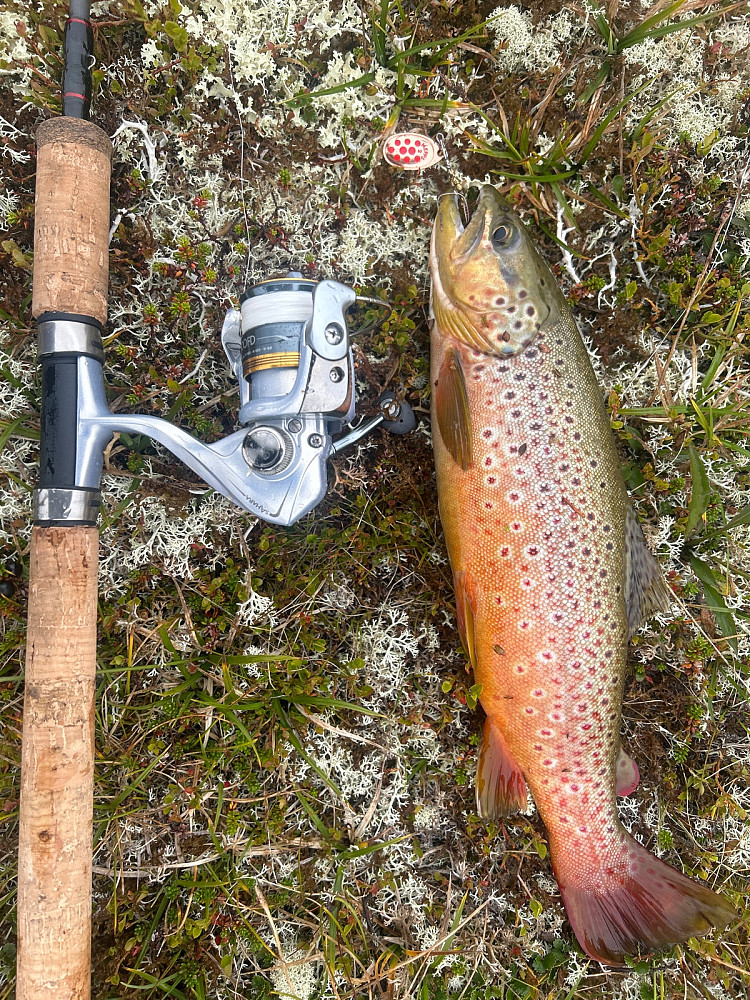Fisk på cirka 400g og fiskeutstyret.