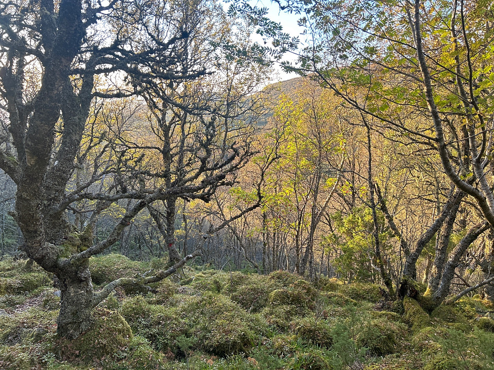 Stien gikk nedover i skogen her. Ganske bløtt og stedvis glatt slik det pleier å være om høsten.