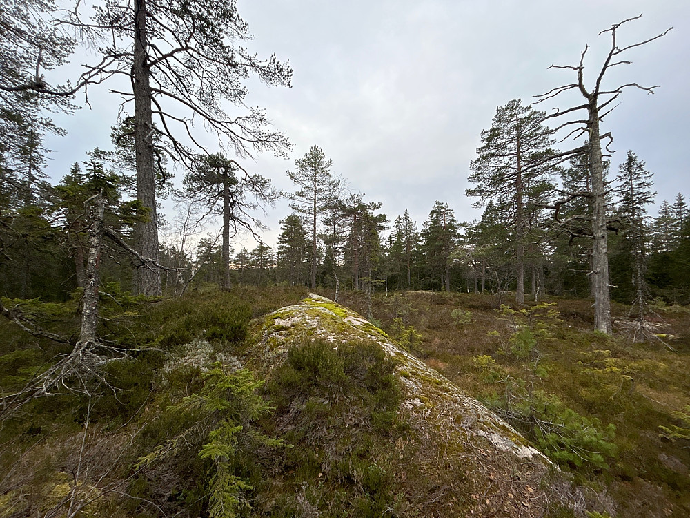 Falkeberget.