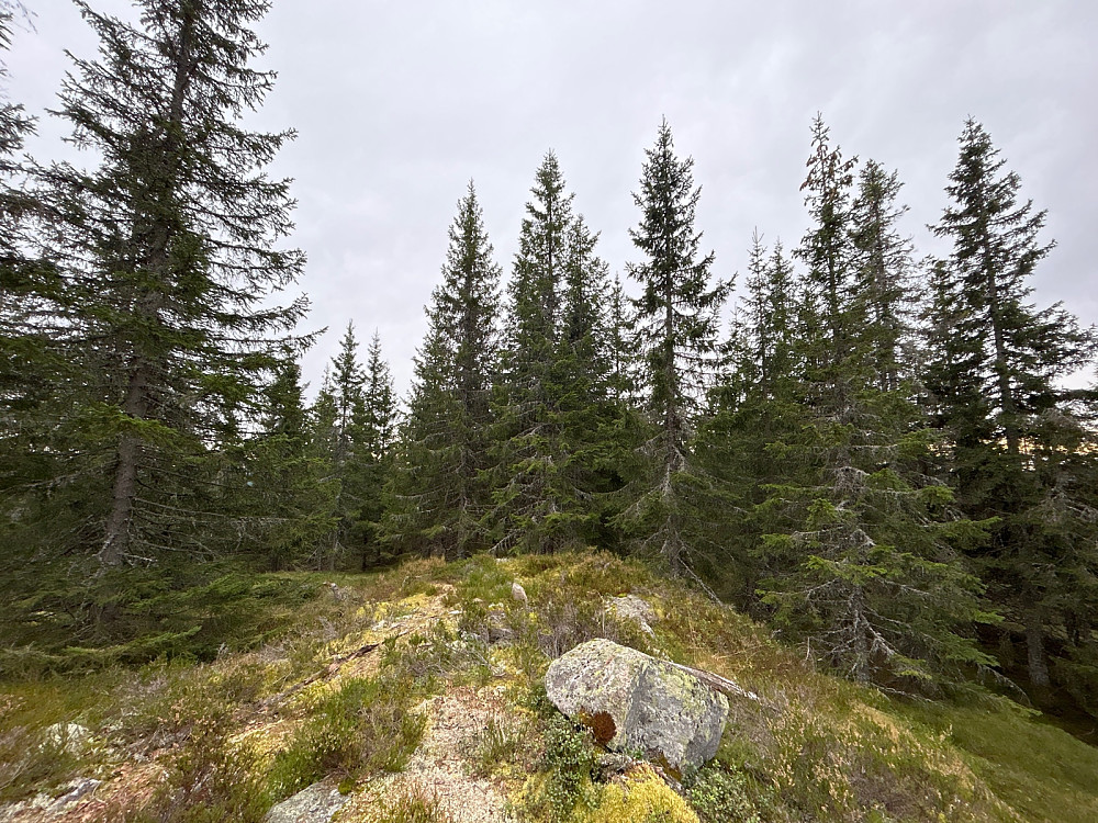 Barlindhøgda Sør.