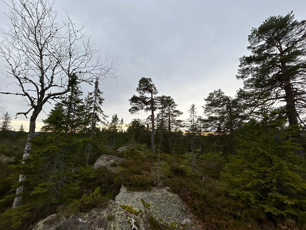 Barlindhøgda Vest.