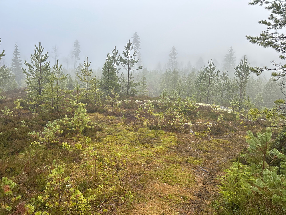Det var litt trolsk å gå her med lave tåkeskyer. Det var ikke så langt opp til blå himmel tror jeg, men den så jeg aldri.