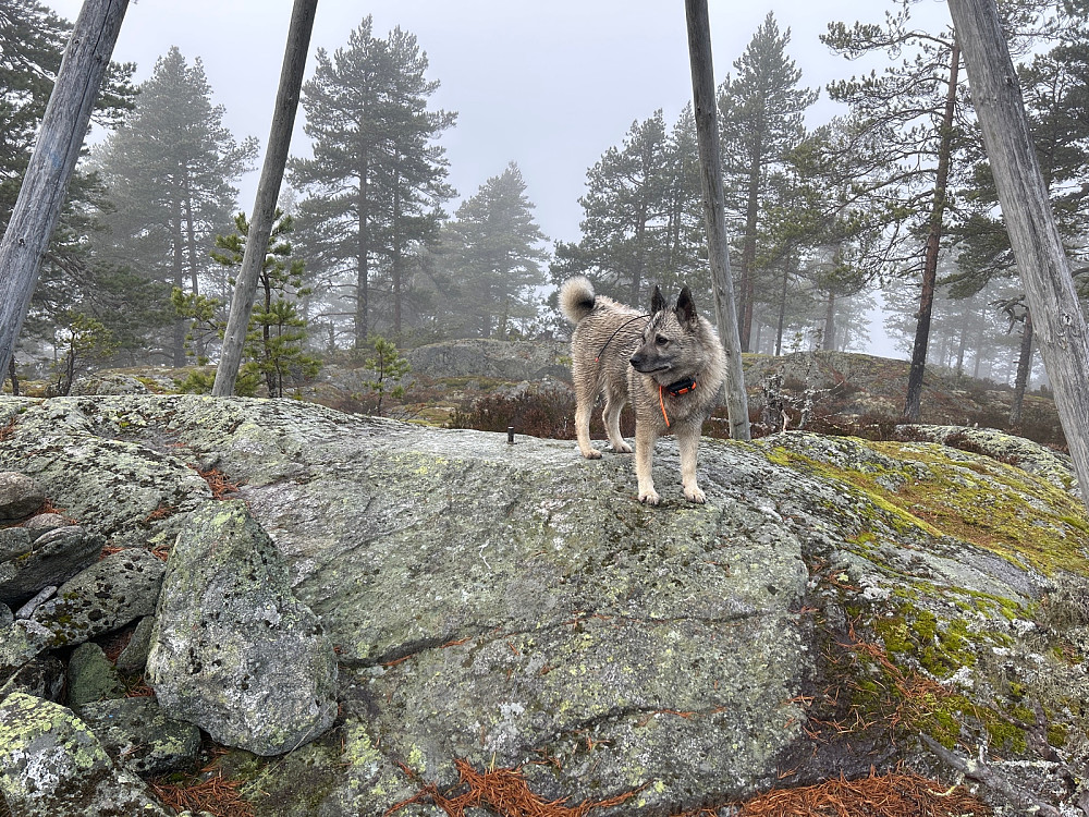 Jeg fikk besøk av en rolig jakthund på toppen av Røysa. Mennesker så jeg ikke.