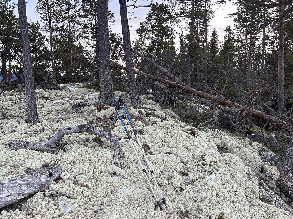 Fint og mykt terreng her på "Rudsåsen Nordvest.