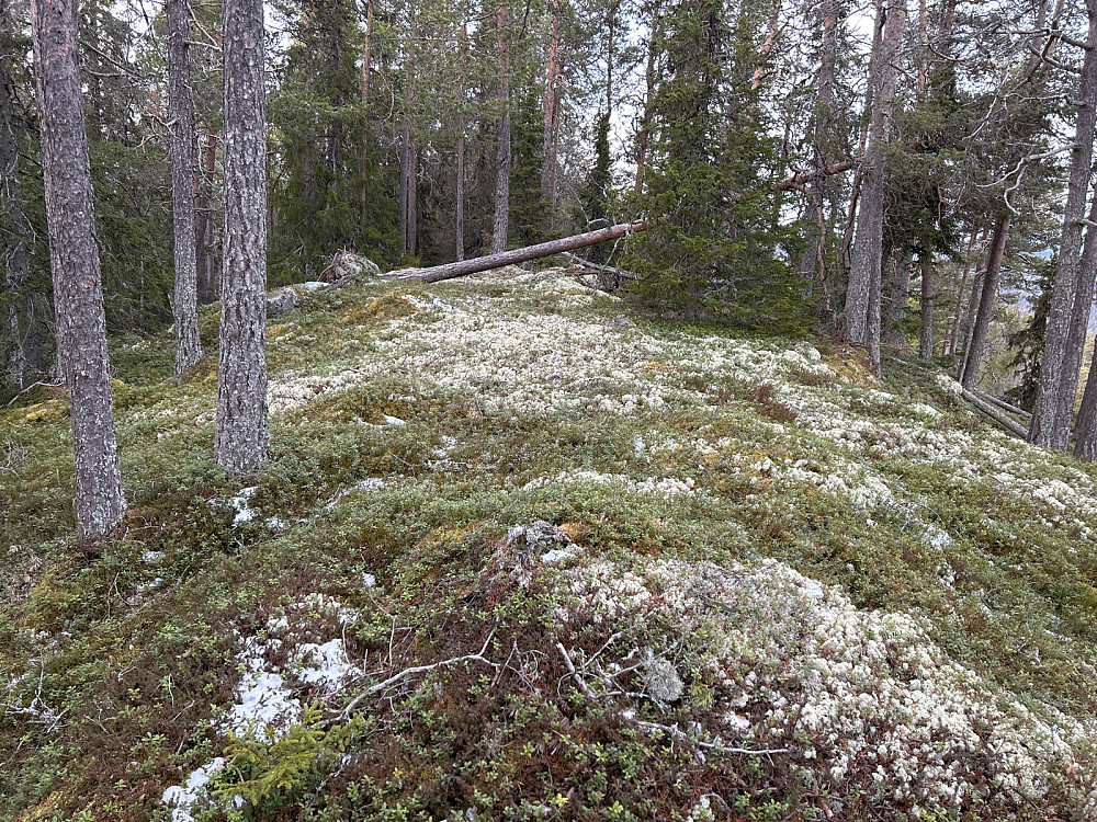 På vei fra "Rudsåsen Nordvest" bortover ryggen til "Rudsåsen Vest".