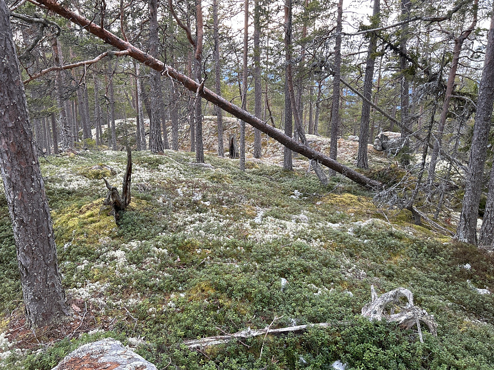 På vei fra "Rudsåsen Nordvest" bortover ryggen til "Rudsåsen Vest".