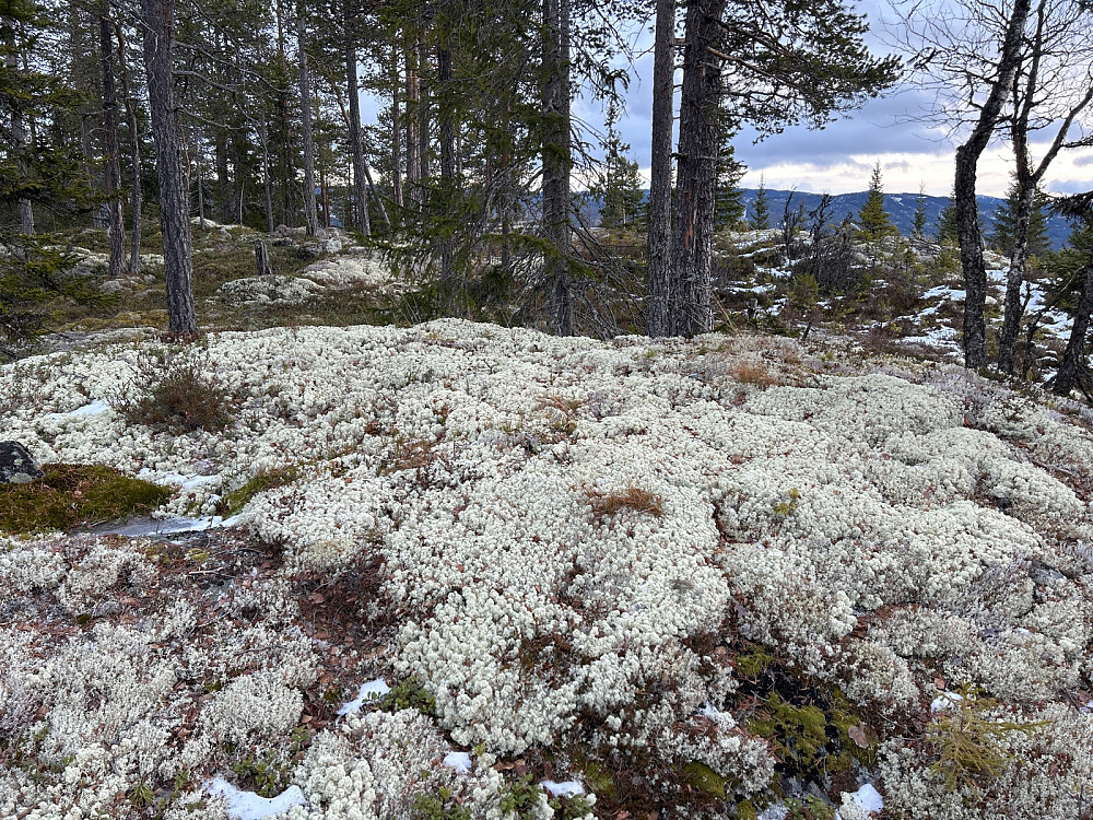 Åpent terreng ute på "Rudsåsen Vest" på 784 moh, men akkurat hvor selve toppunktet er husker jeg ikke.