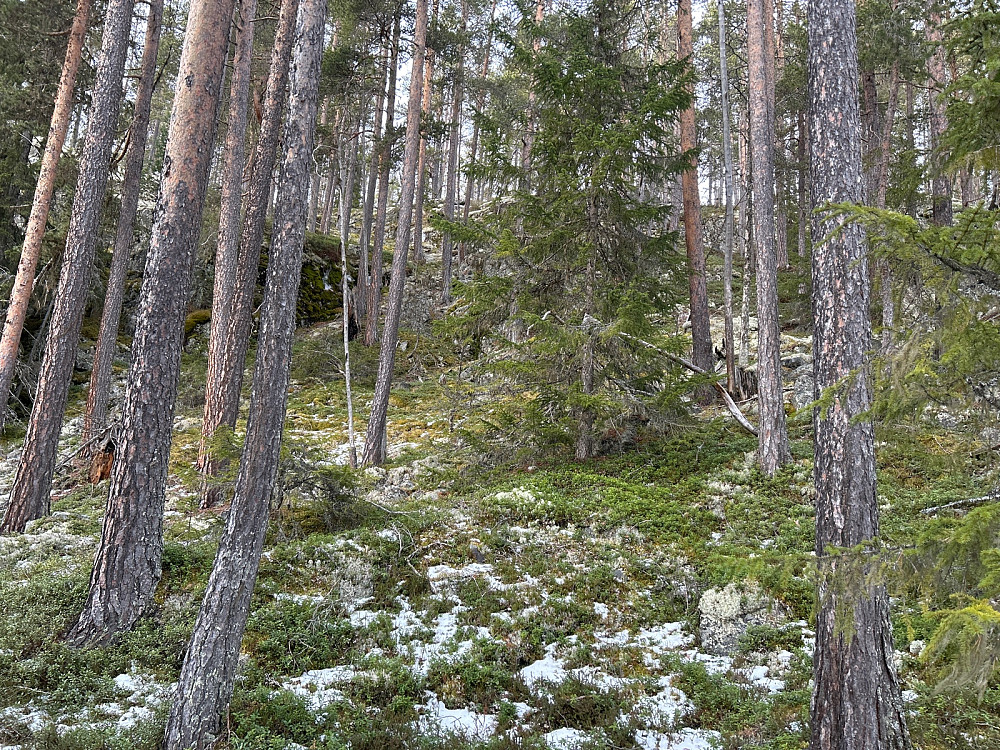 Her skar jeg rett oppover mot høyden jeg kalte Rudsåsen Nordøst 2 på 745 moh. Nesten helt bart i skogen oppover her.