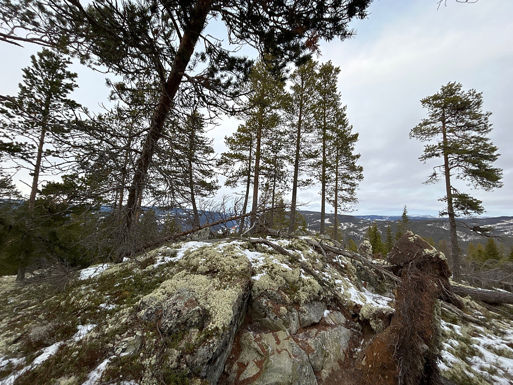 Toppen av "Rudsåsen Nordvest" på 786 moh. Dagens høyeste topp. 
