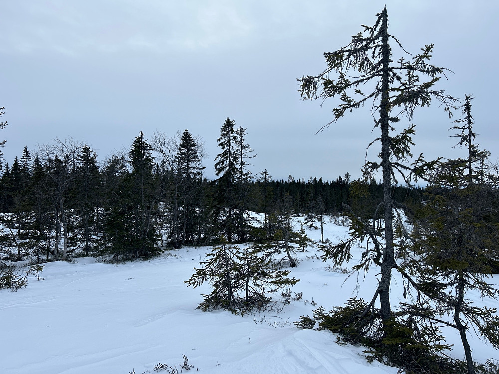 Det her er toppen av Bislingflaka som er 693 moh.