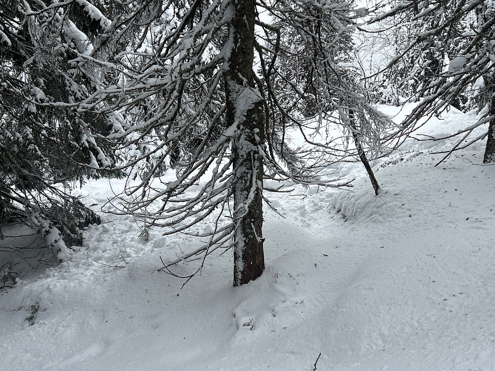 Bak her har det ligget en Elg tror jeg. Evt har den sparket opp mye snø for å finne noe å spise.