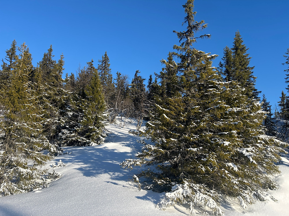 Jeg tok på skifeller og gikk rett oppover i skogen de siste 100 høydemetrene mot Høgelinatten.