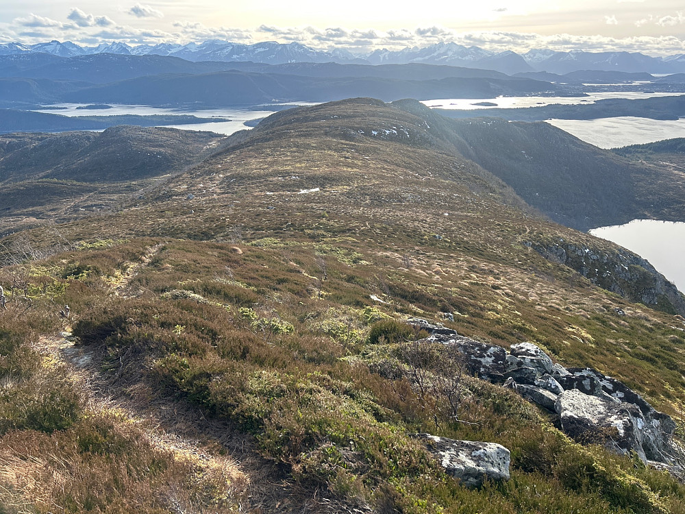 En veldig trivelig fjellrygg å gå nedover med Sunnmørsalpene i bakgrunnen.