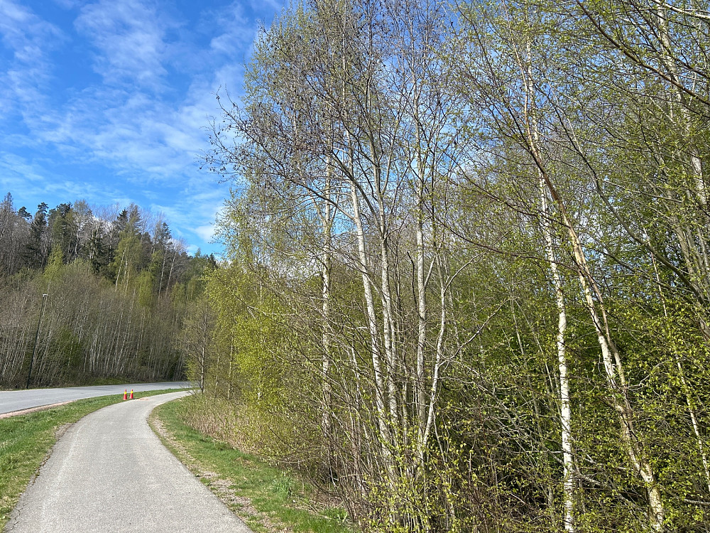 Grønt på bjørka.