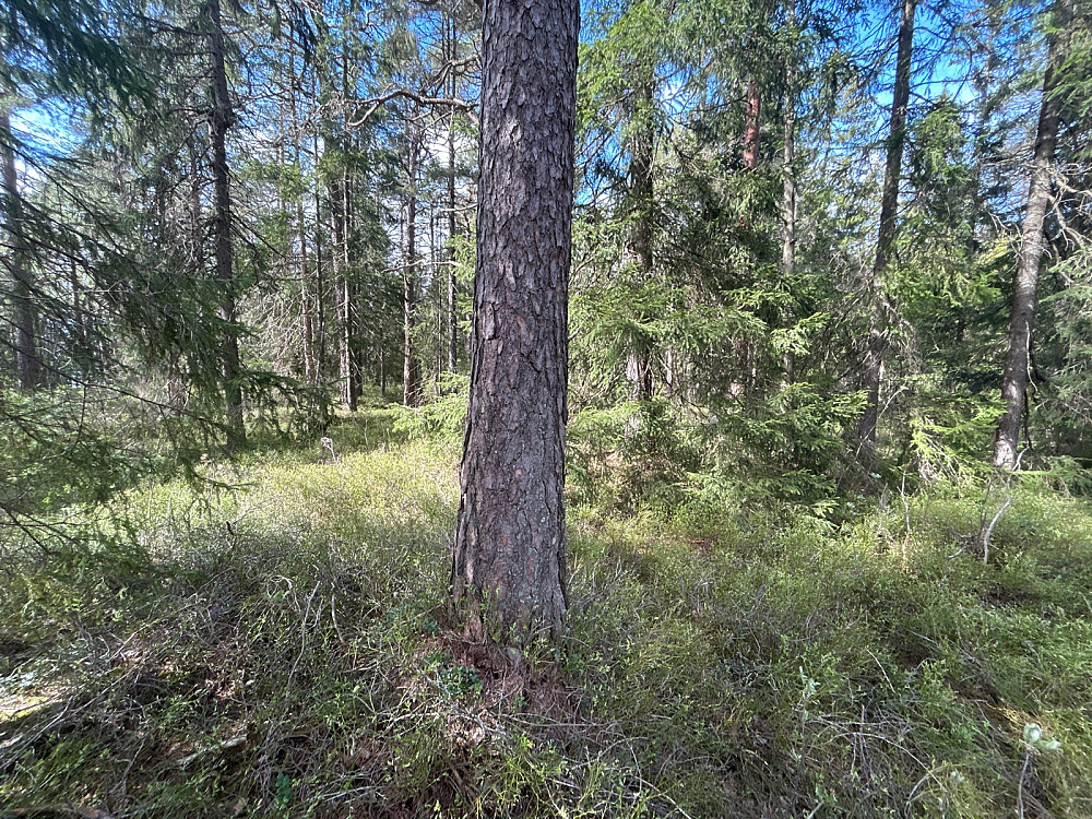Høyeste punkt på Høgåsen må være denne furua.