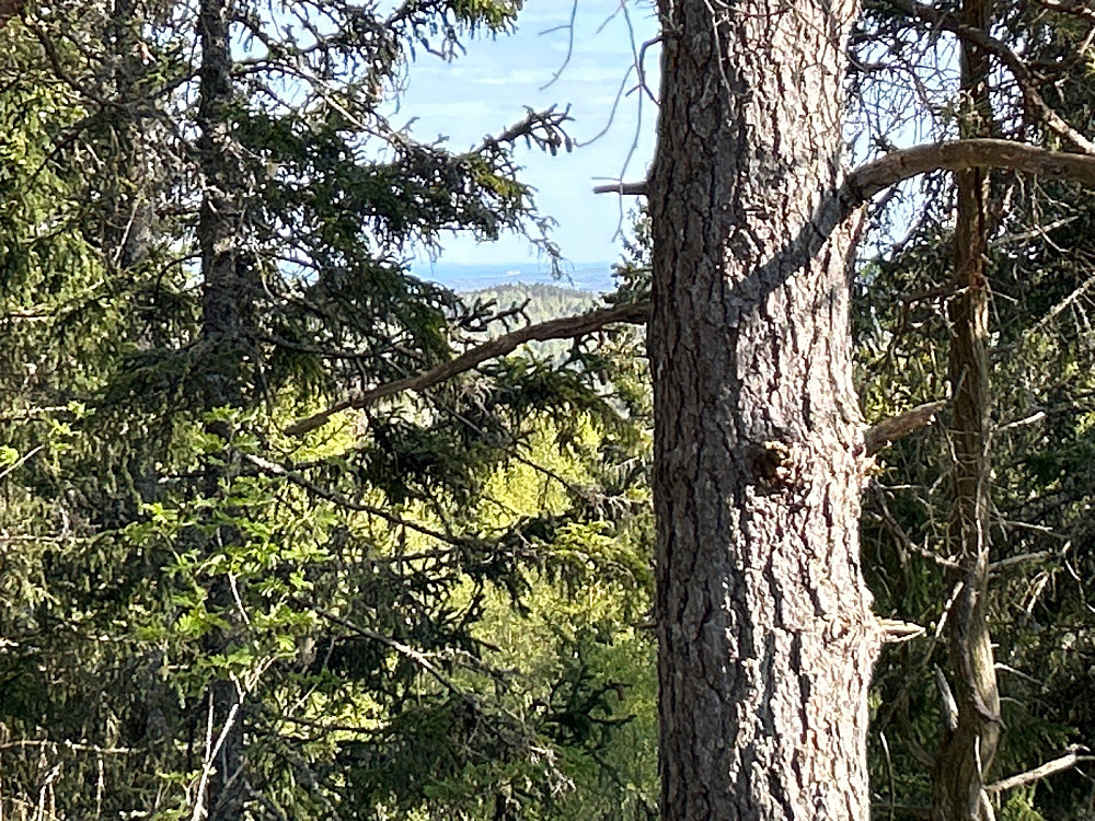 Fjordgløtt. Litt vanskelig å se må bemerkes.