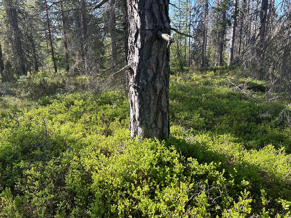 Er dette toppunktet på Tyriåsen?