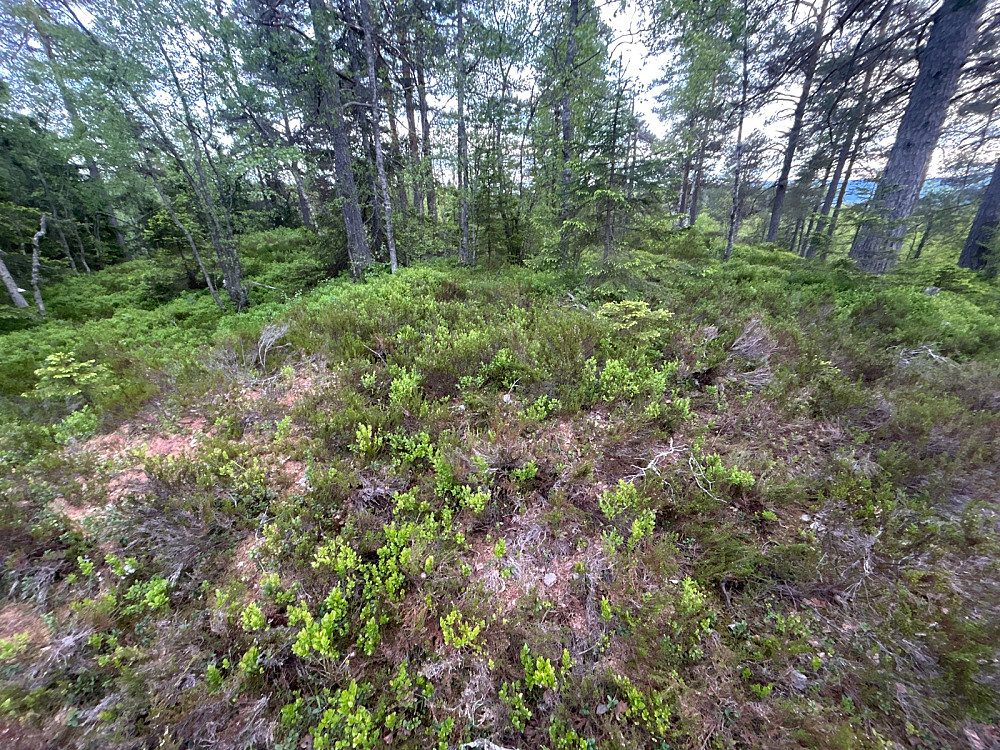 Toppunktet på Borkhusåsen er et sted i denne lyngen, så jeg flyttet grønnåla 20-30 meter lenger nord enn der den opprinnelig stod.
