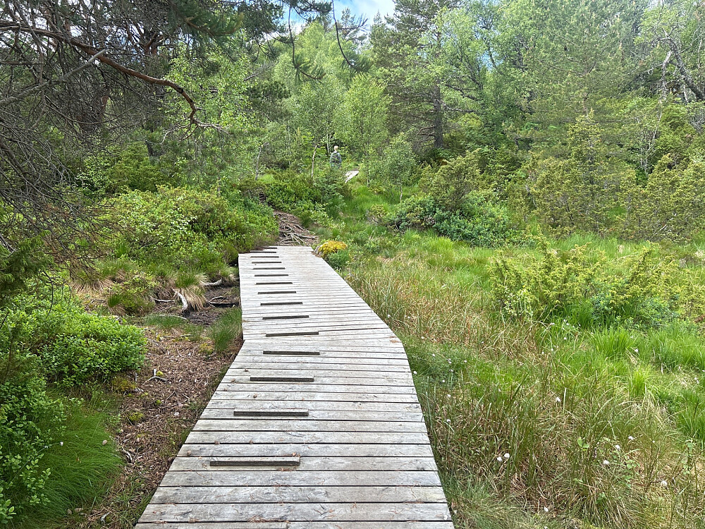 Fint med tilrettelagte stier oppover.