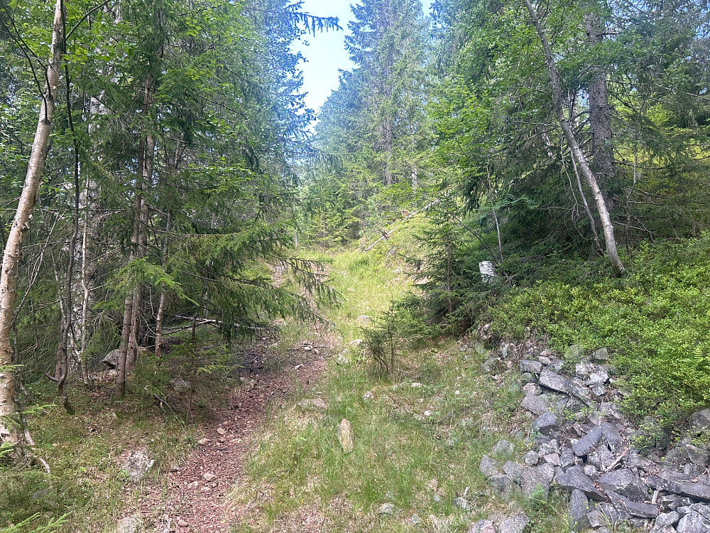 Ganske bra sti den første biten fra Tretjerna og opp mot Kampen, men jeg ga opp stien etter en stund pga mange trær som vokste på stien.