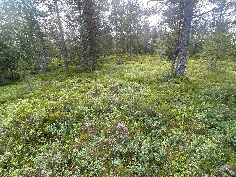 Toppunktet på Kampen er cirka her et sted.