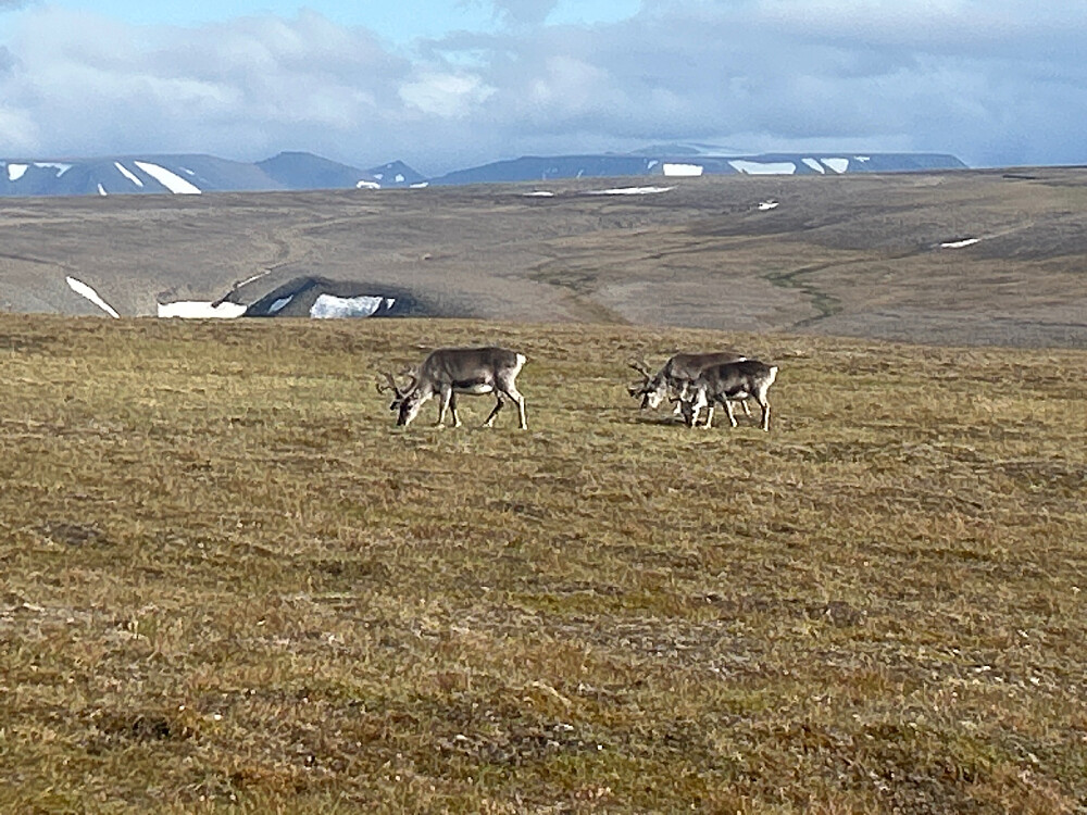 Reinsdyr oppe på Fuglefjella også.
